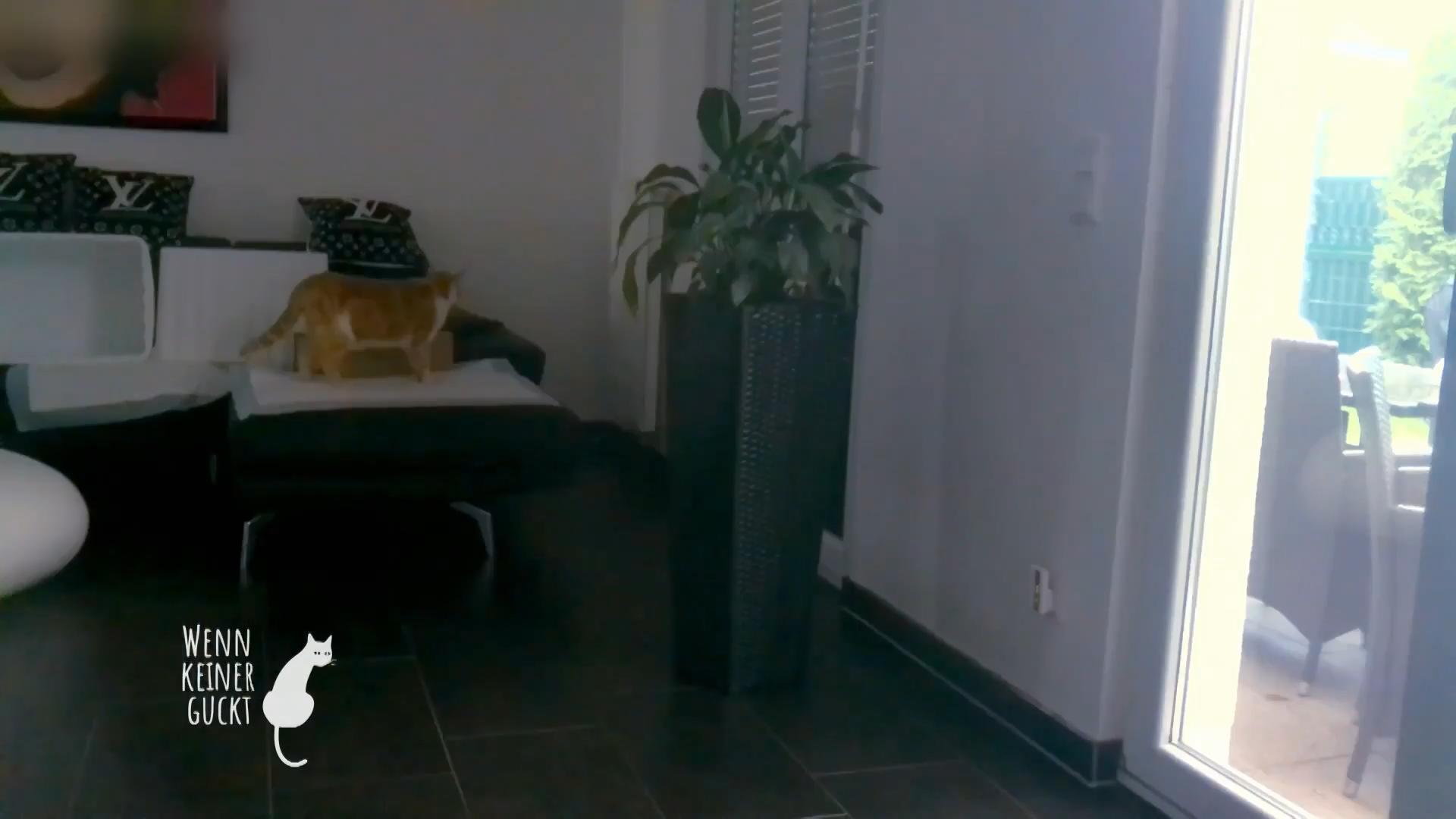 Der Kater ist sehr gestresst