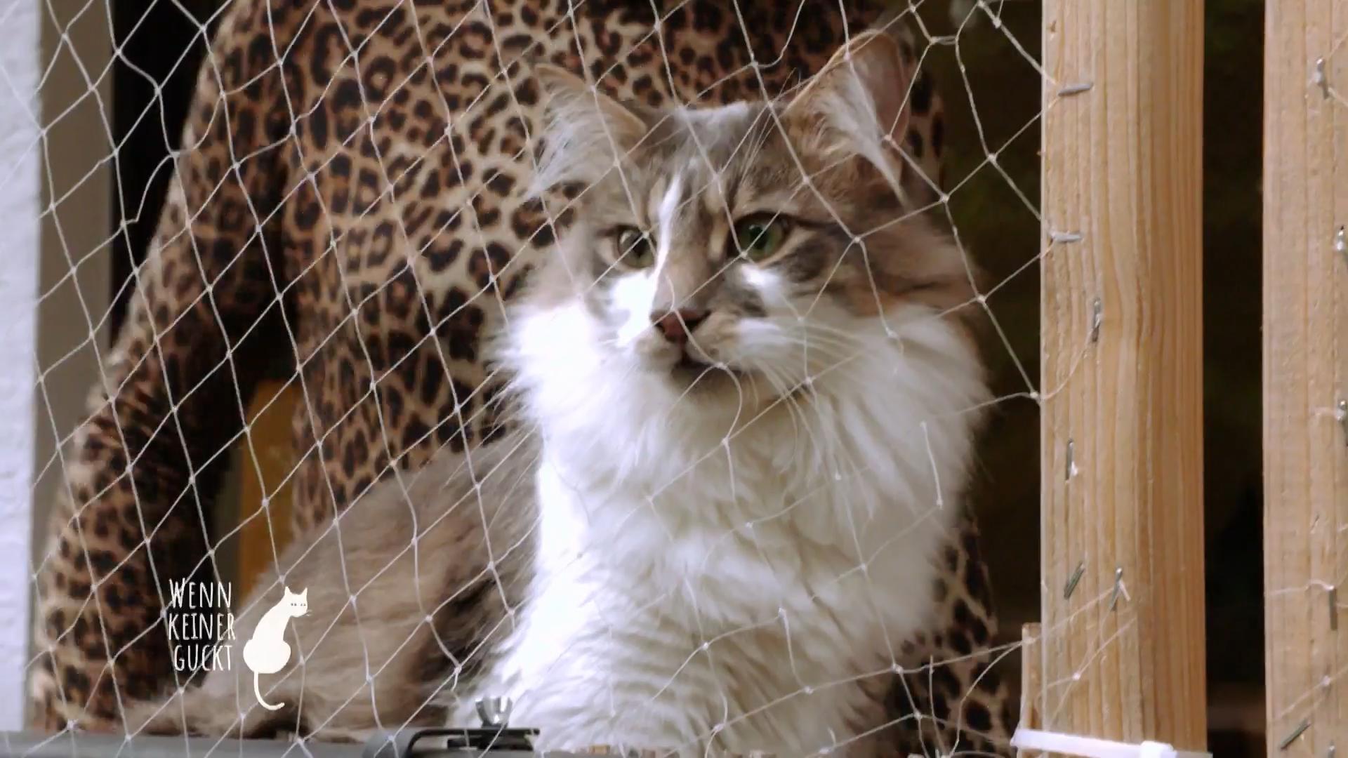 Charly ist ein Wildkater