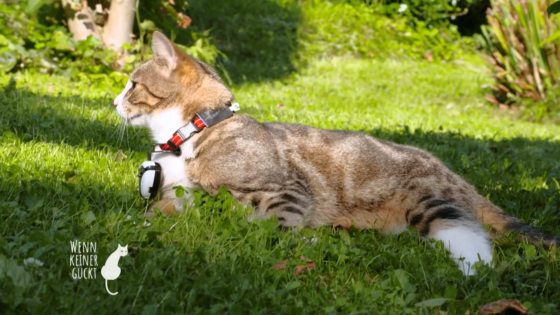 Luna benimmt sich wie ein Hund