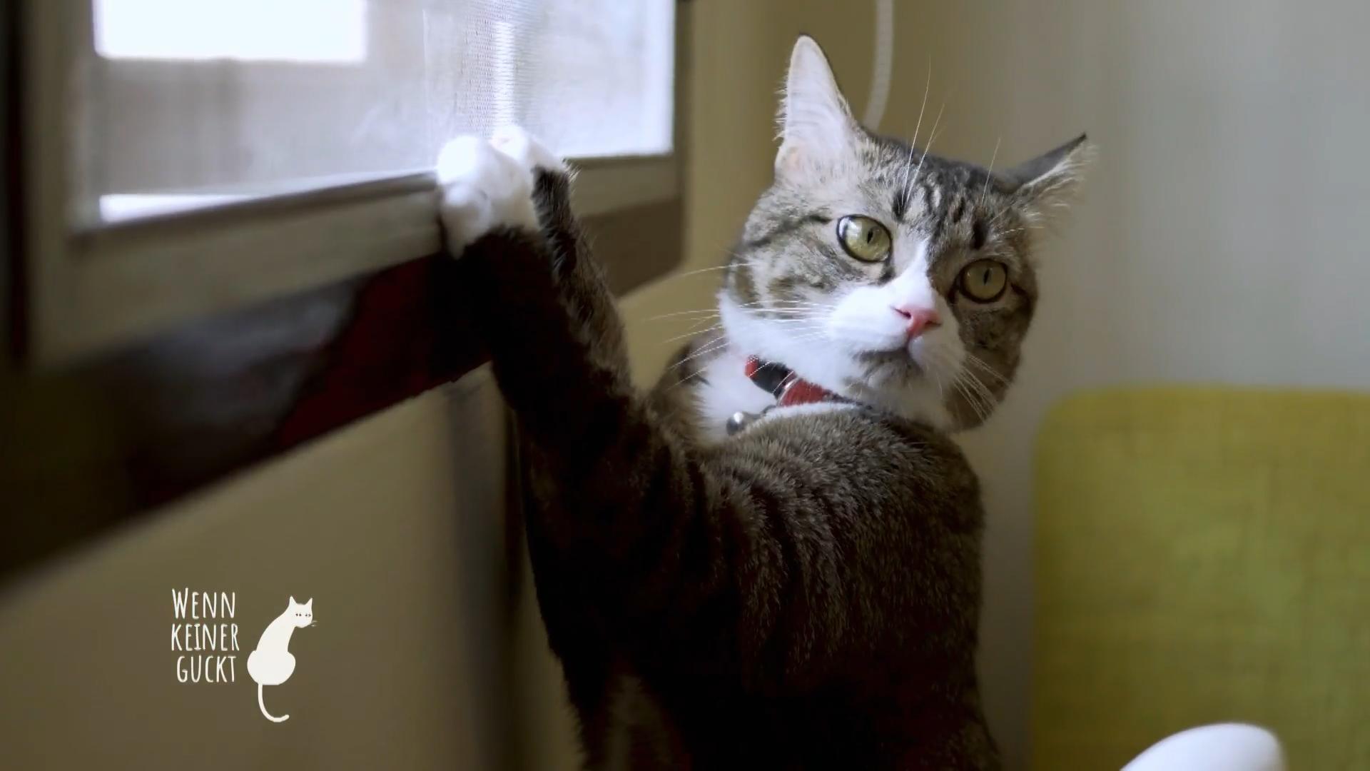 Die Katze kann so Einiges