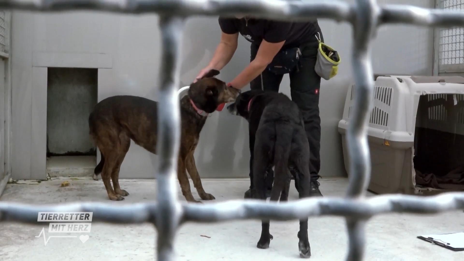 Zwei Fundhunde im Tierheim Bochum