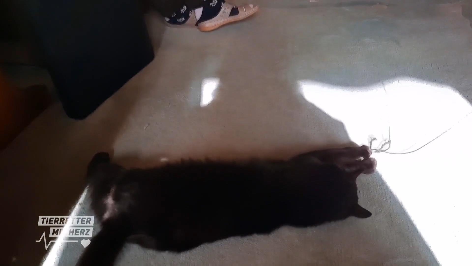 Fundkatze vor dem Stuttgarter Fernsehturm
