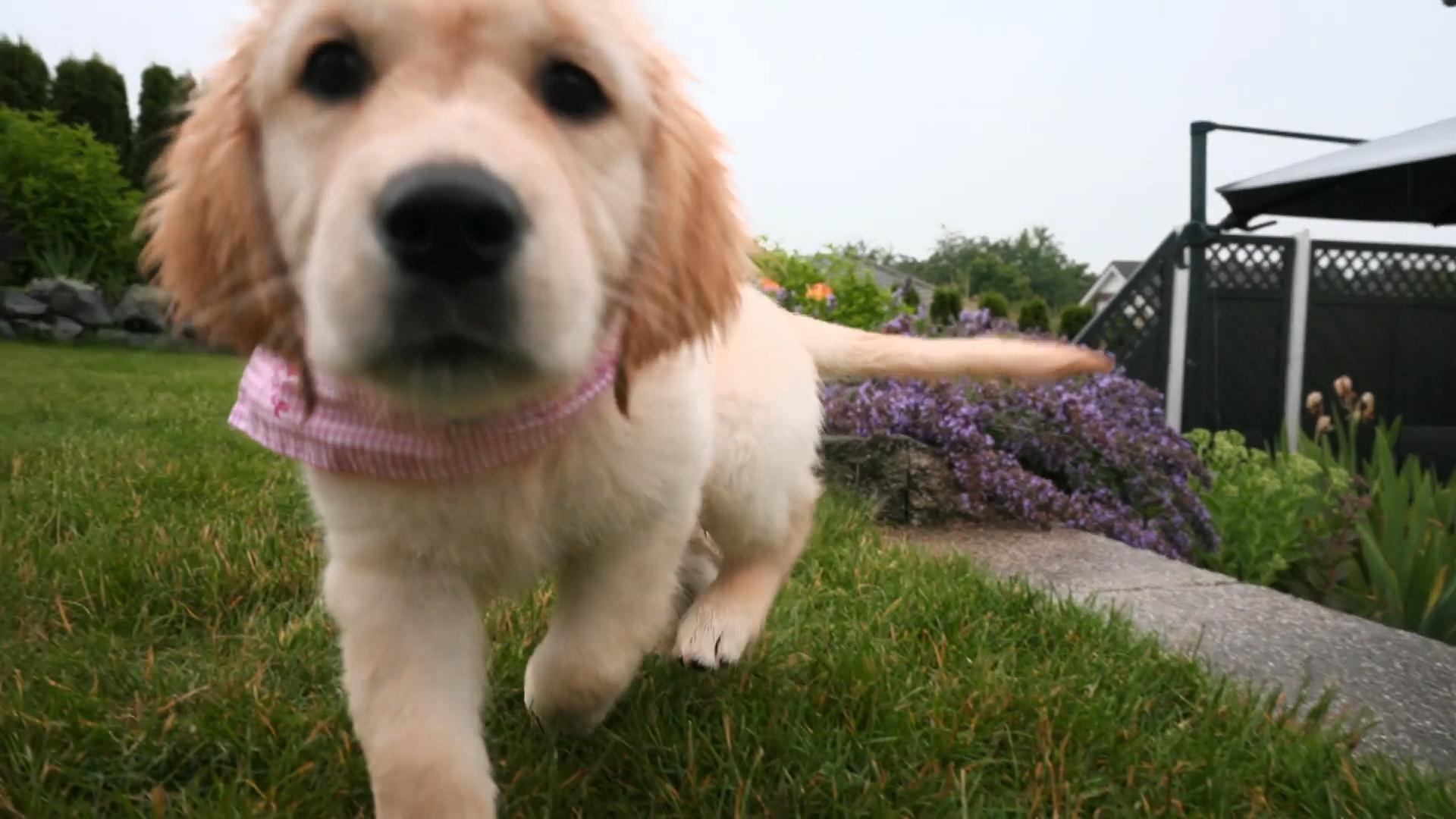 Einen namenloser Welpe bei Familie Becker