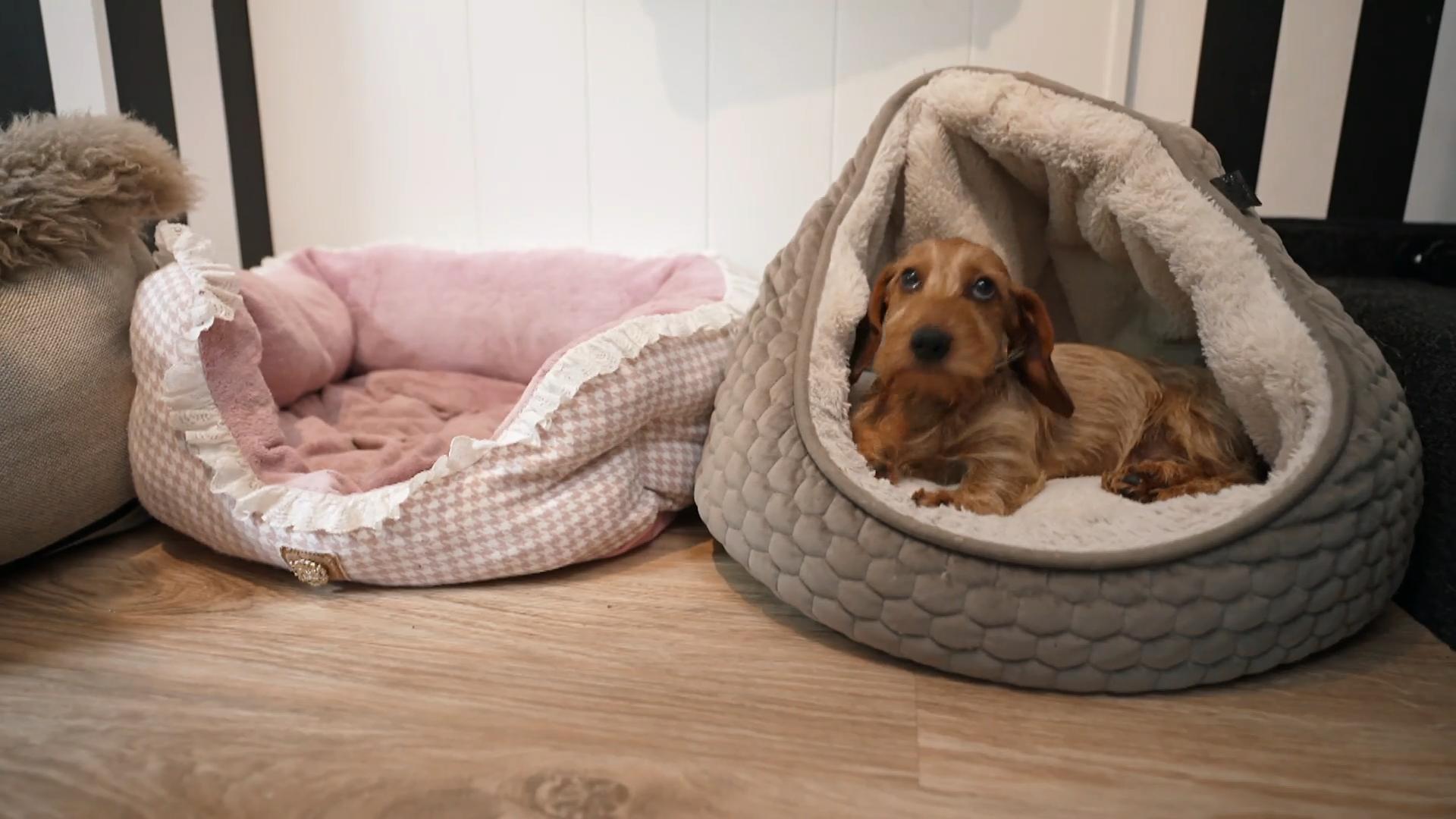 Auf jeden Topf passt ein Dackel