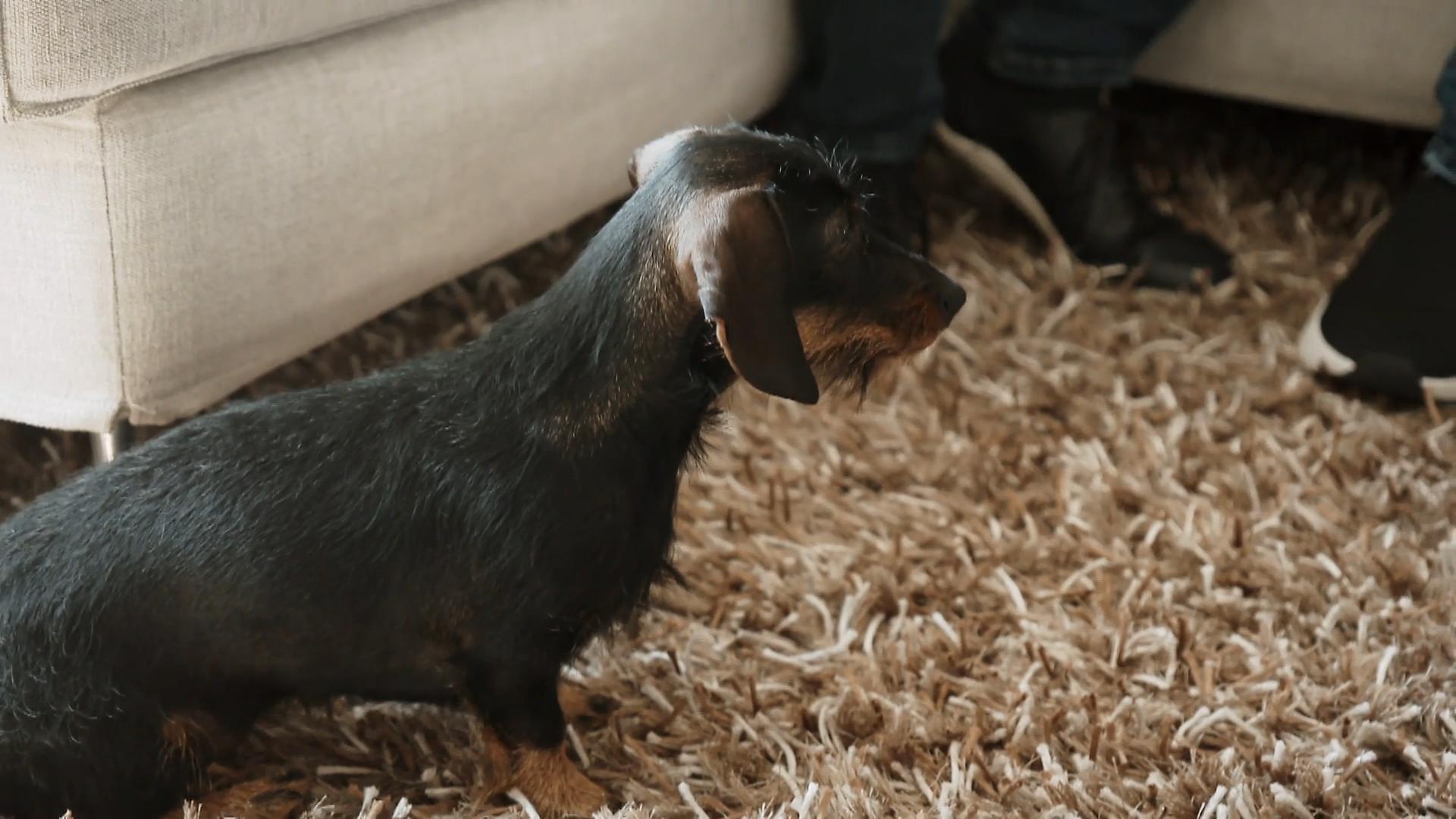 Eine Gruppentherapie für drei Dackel