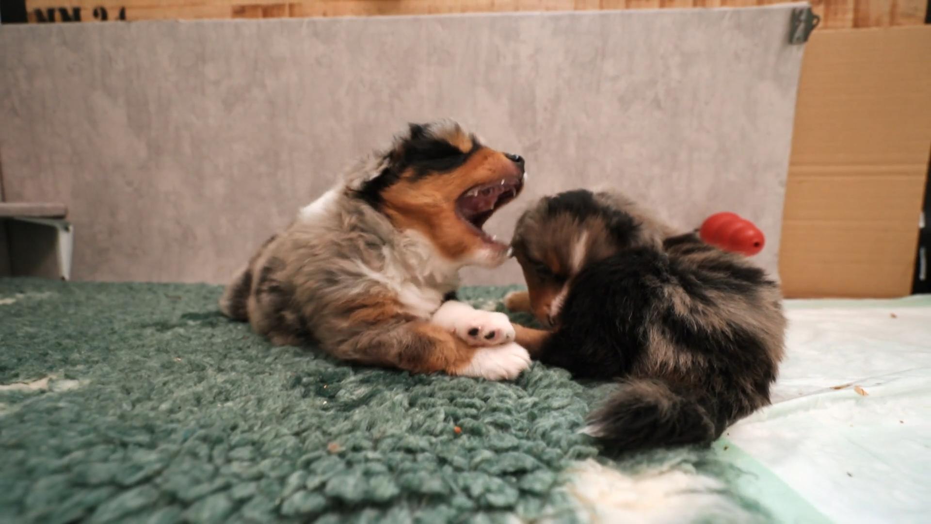 Zwei Australian-Shepherd-Würfe auf einmal