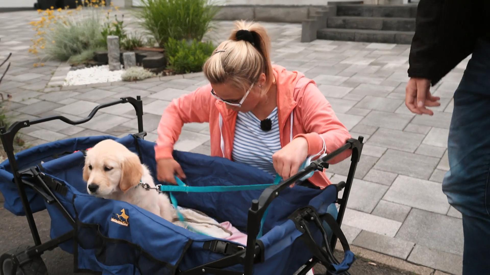 Golden Retriever Ayleens erste Fahrt im Bollerwagen