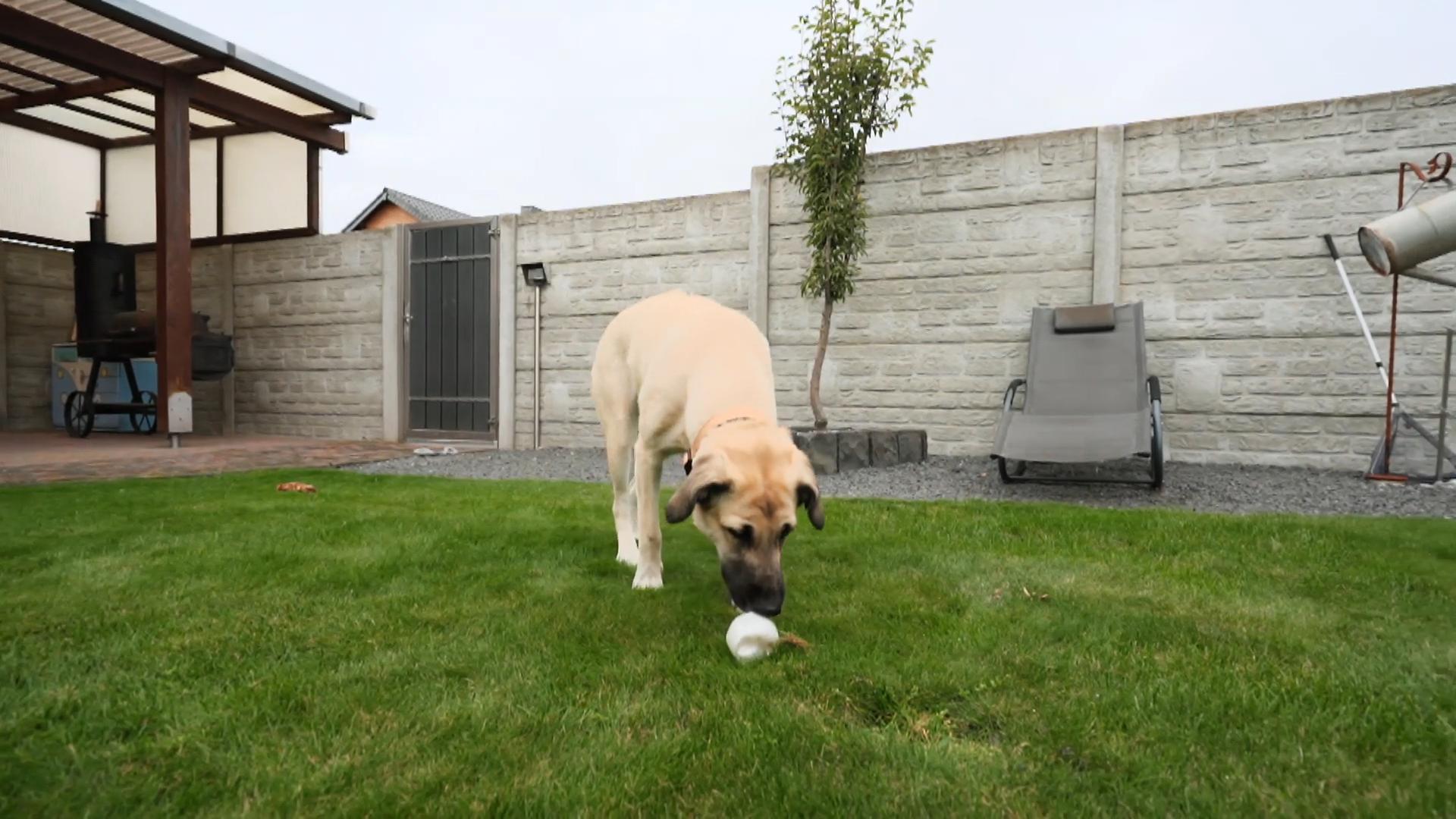 Straßenhündin Leni macht sich gut