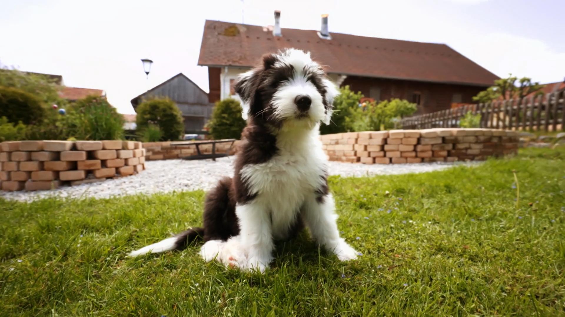 Balou hat seinen eigenen Kopf