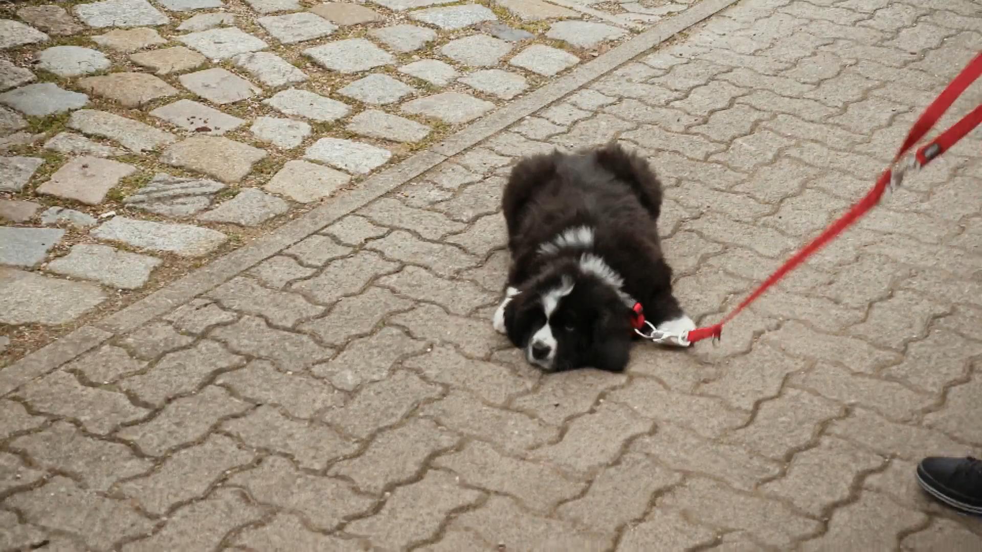 Bonnie veranstaltet erstmal einen Sitzstreik
