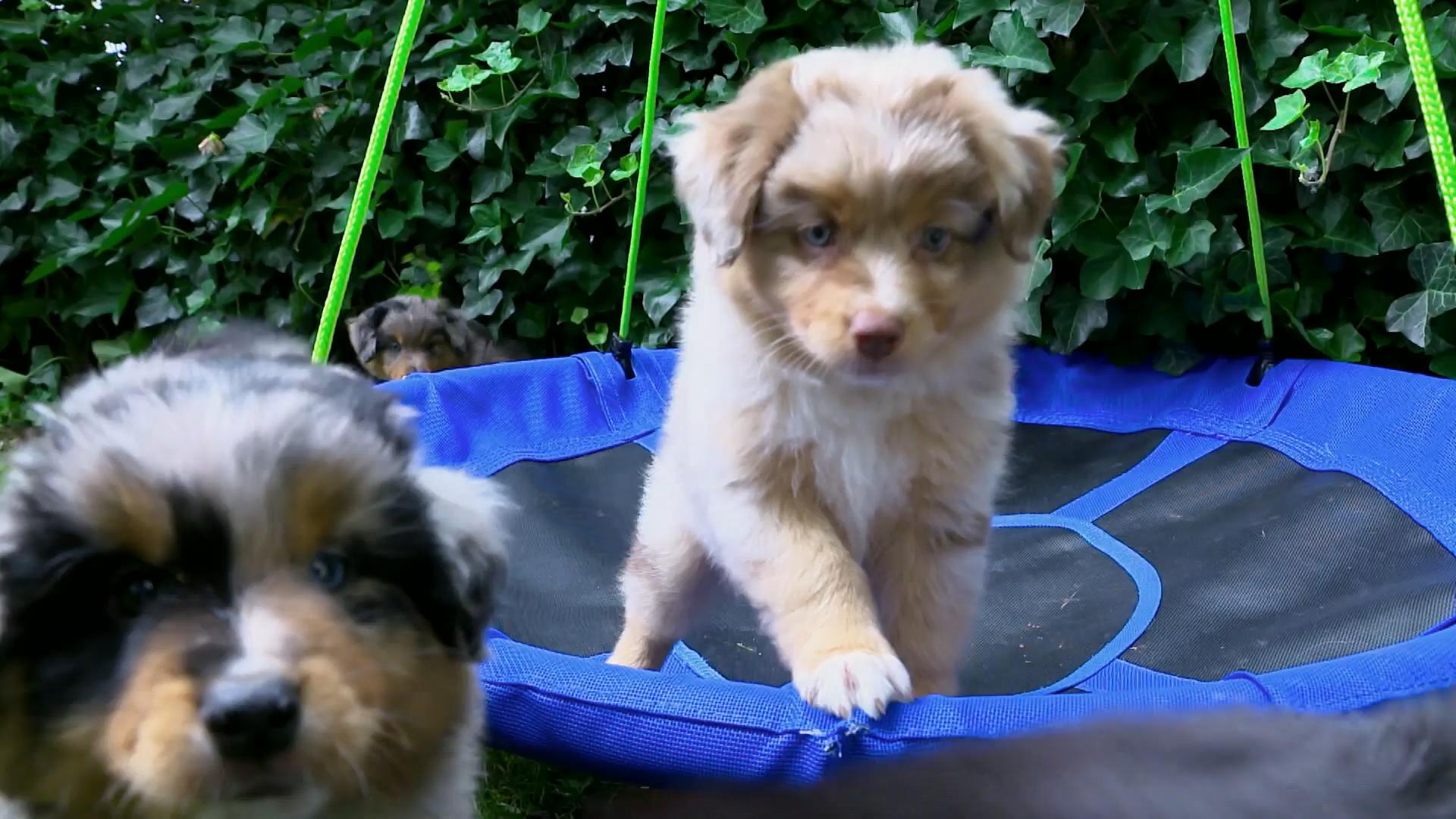 Ashe soll auf den Transport vorbereitet werden