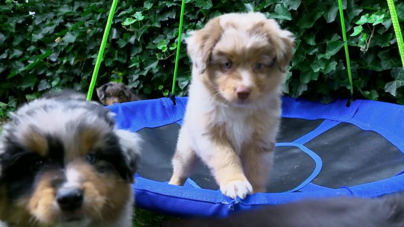 Ashe soll auf den Transport vorbereitet werden