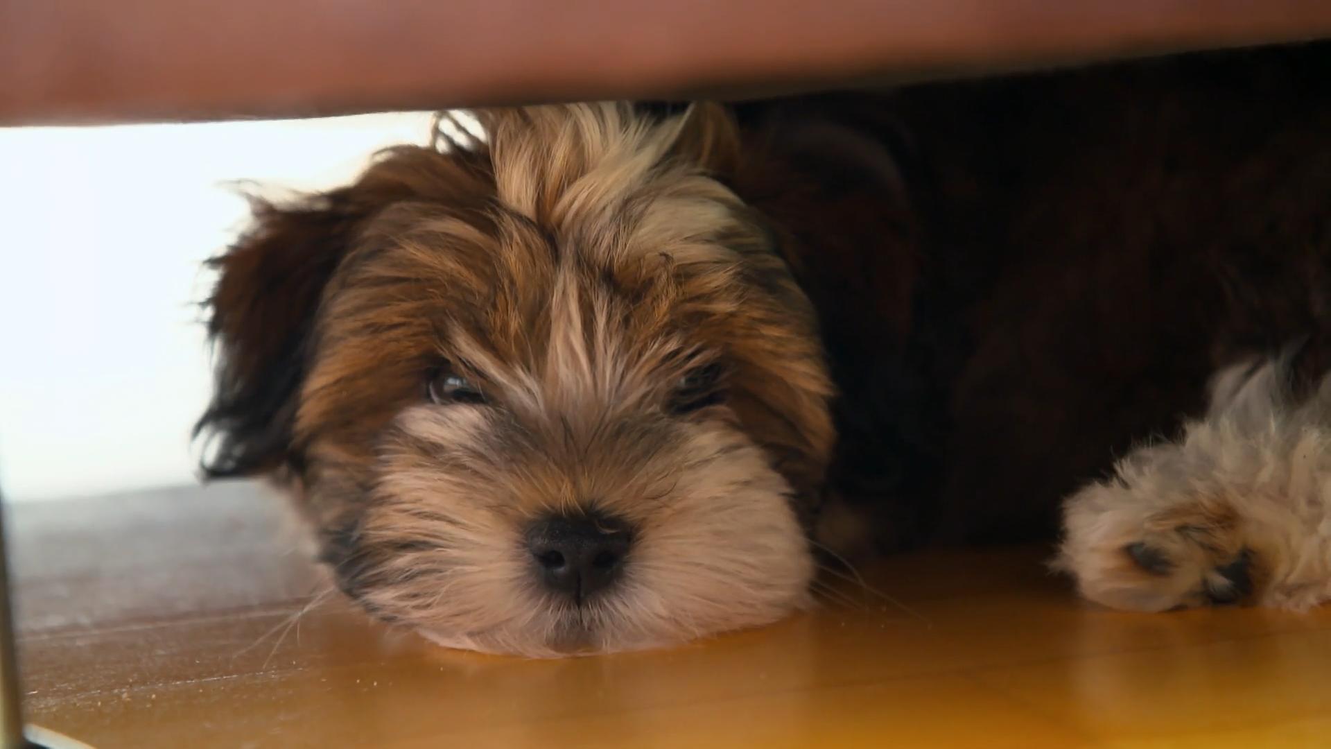 Fellpflege? Fiete ist skeptisch