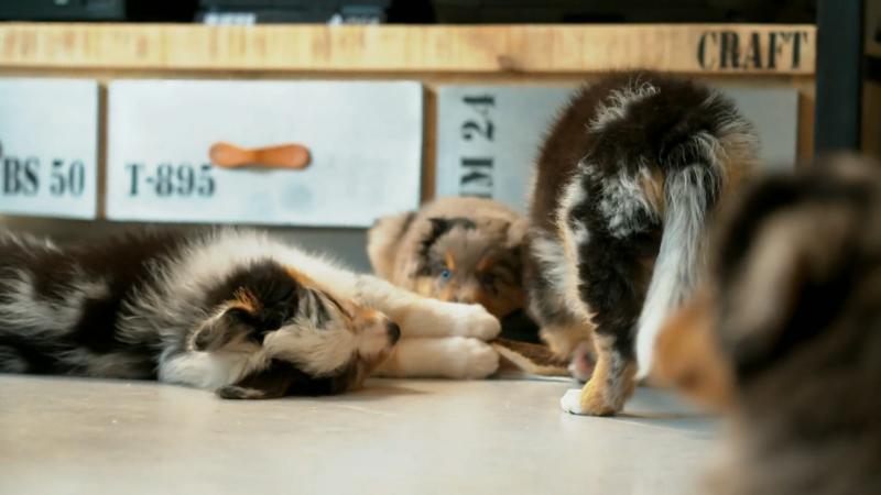 Ein Beach-Shooting steht an