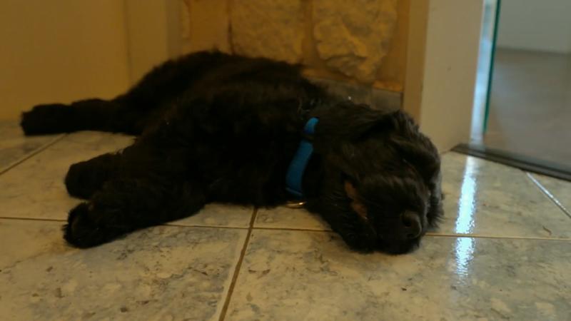 Ist Dimi ein Schlafhund?