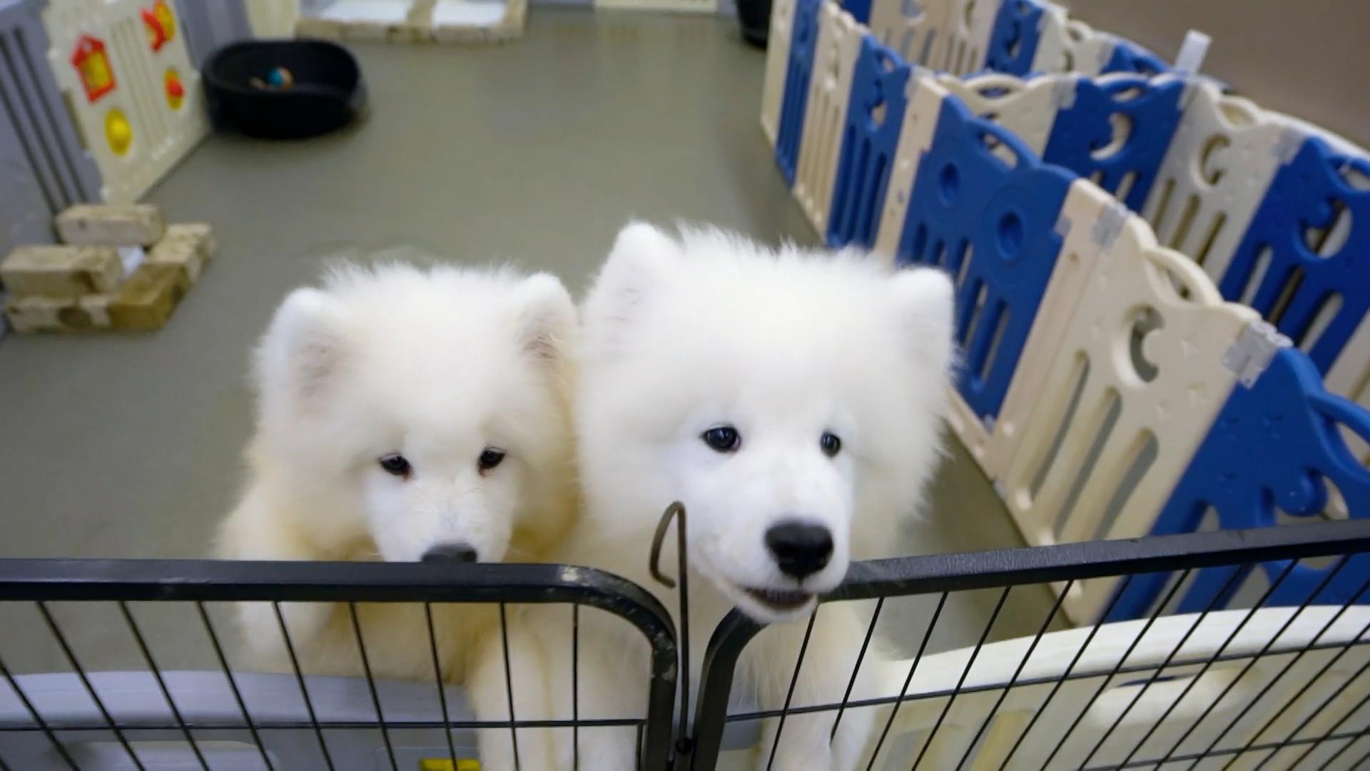 Kayuka kommt aus dem Ausland