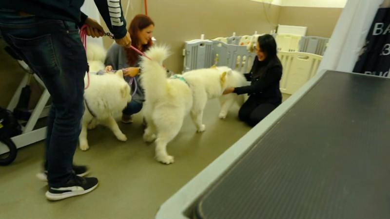 Kayuka lernt die anderen Hunde kennen