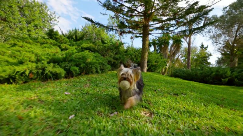 Rocky ist ein Rabauke