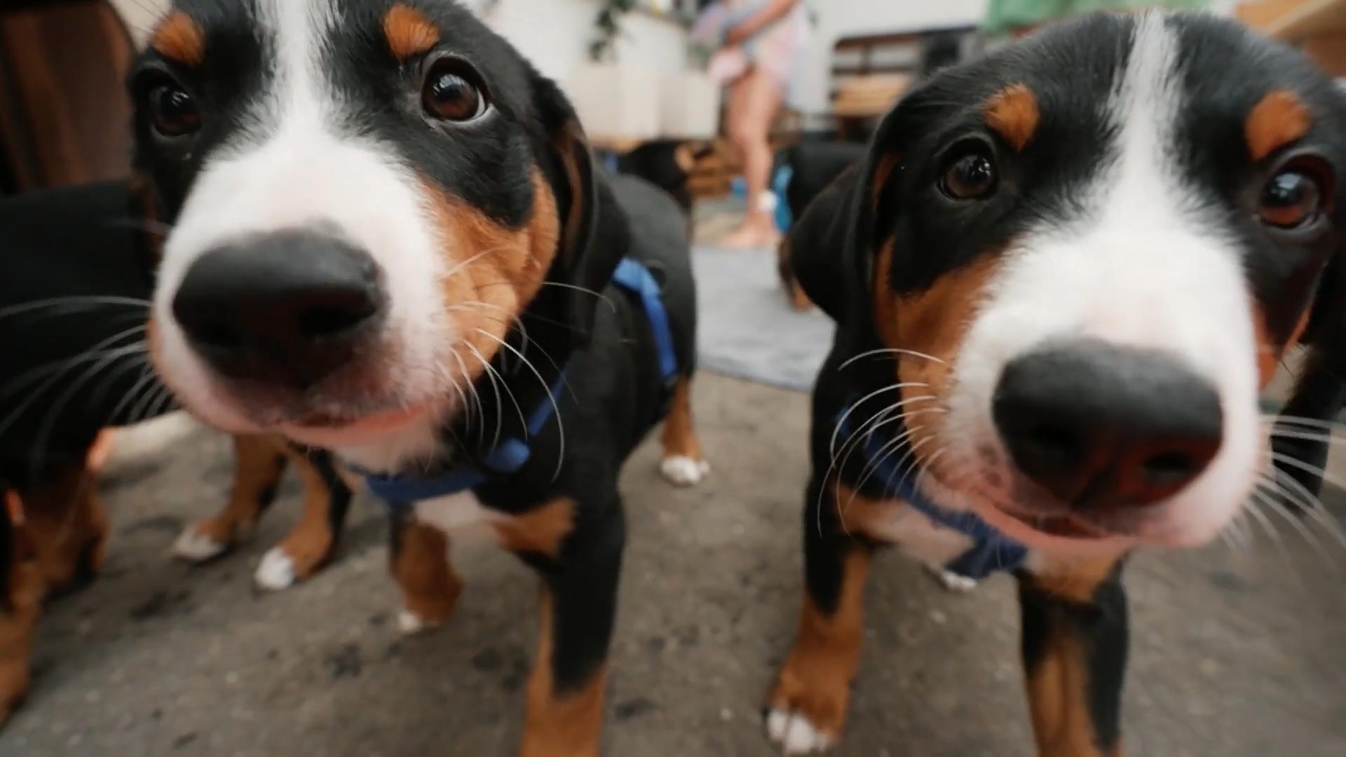 In dieser Familie sind alle Elvis-Fans