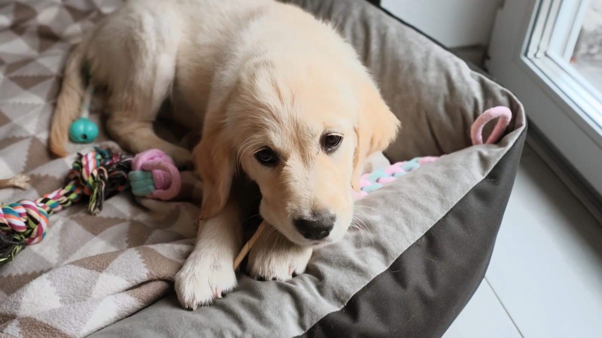 Jeder Tag wird schöner mit einem Golden Retriever Welpen