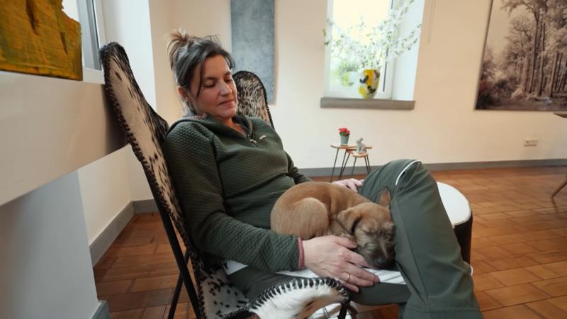 Irish Terrier Quinn ist im ruhigen Landleben angekommen