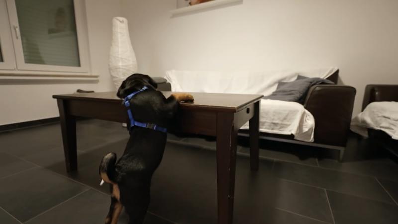 Zuhause angekommen mit Elvis