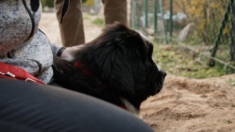 Leonberger Welpe Bonny geht auf Erkundungstour