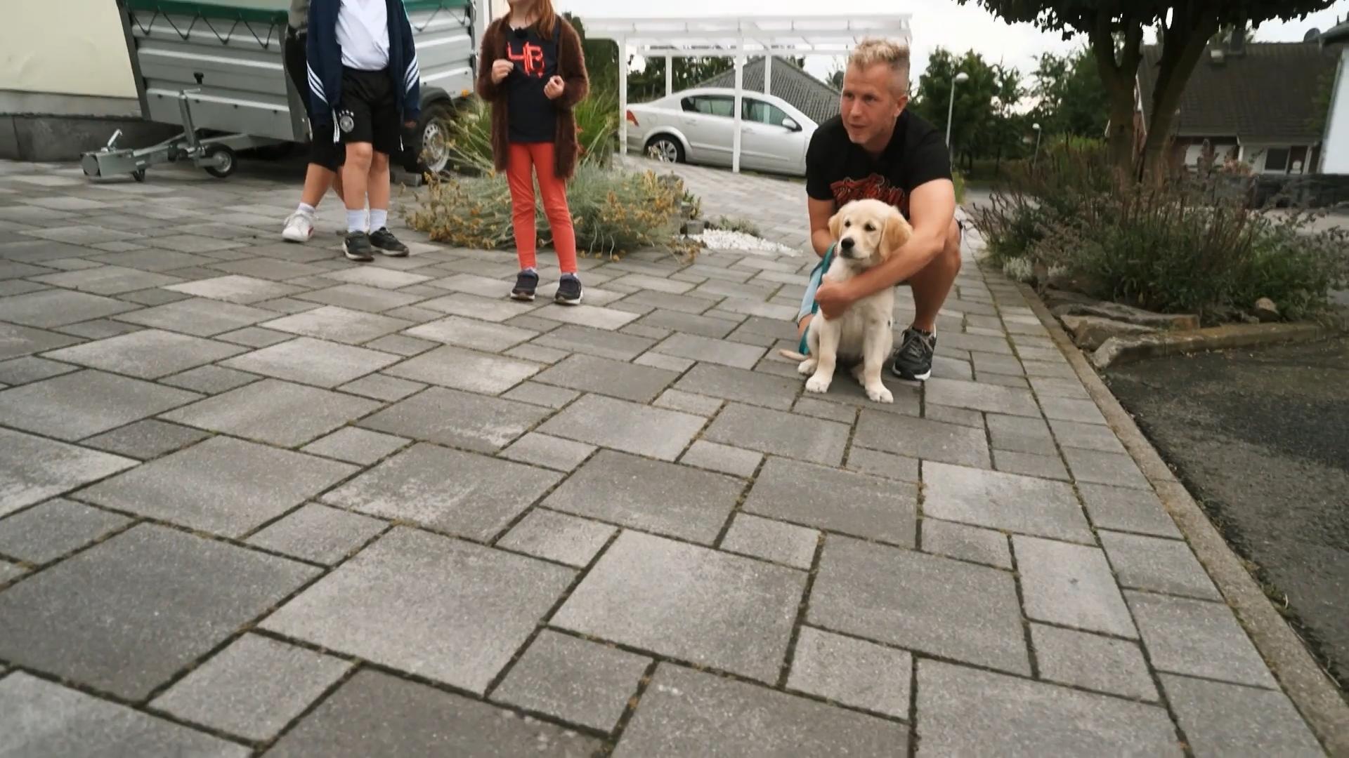 Golden Retriever Welpe trifft auf einen neuen Freund