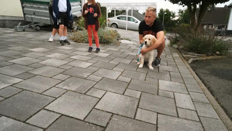 Golden Retriever Welpe trifft auf einen neuen Freund