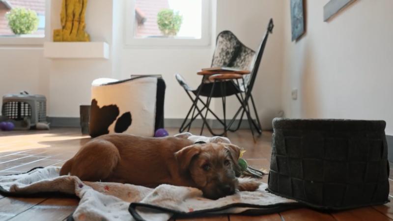 Welpe Quinn lernt den Staubsauger kennen