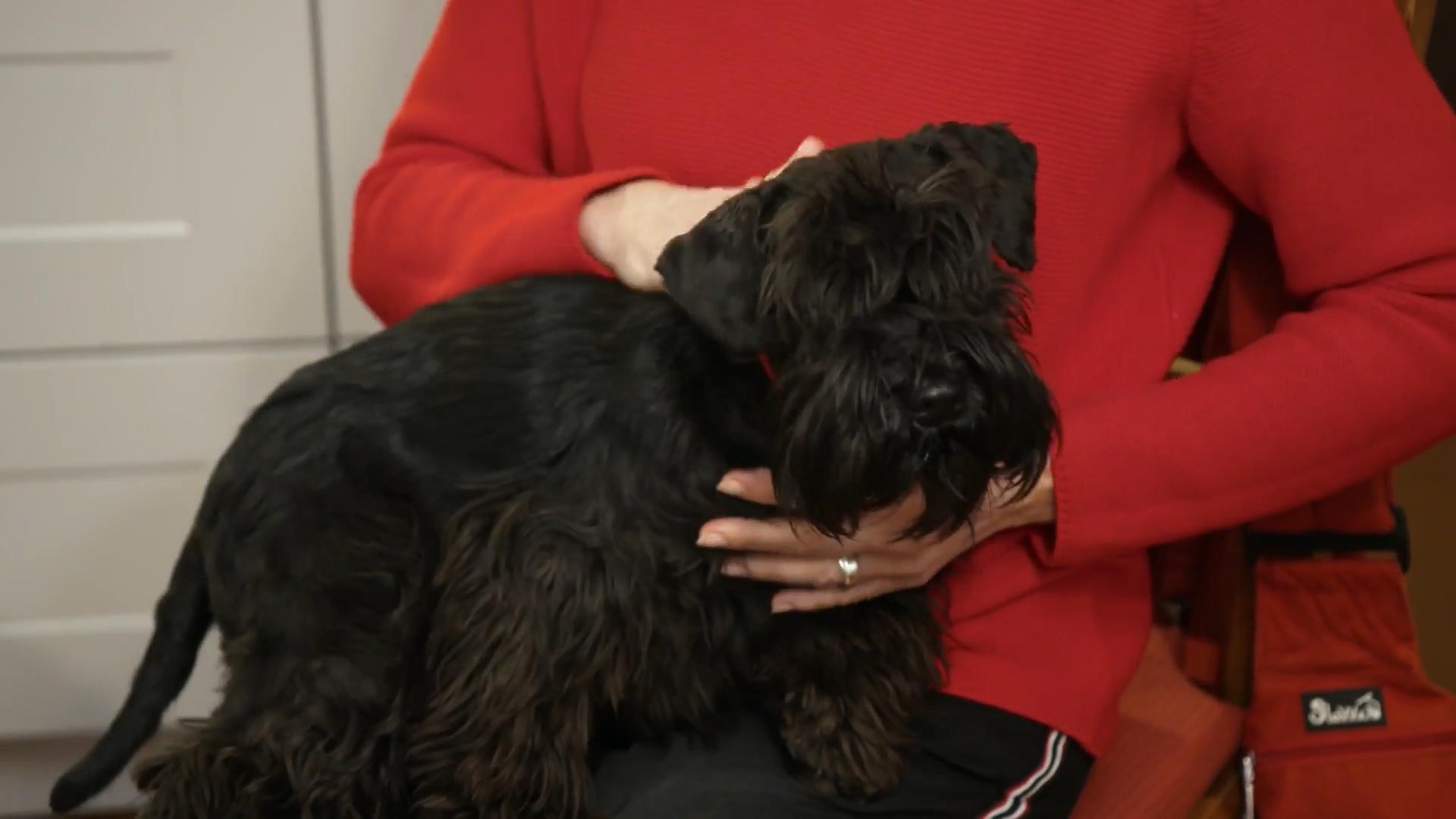 Schnauzerdame Fanny bringt Leben ins Haus Fialova