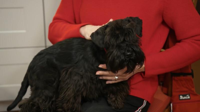 Schnauzerdame Fanny bringt Leben ins Haus Fialova