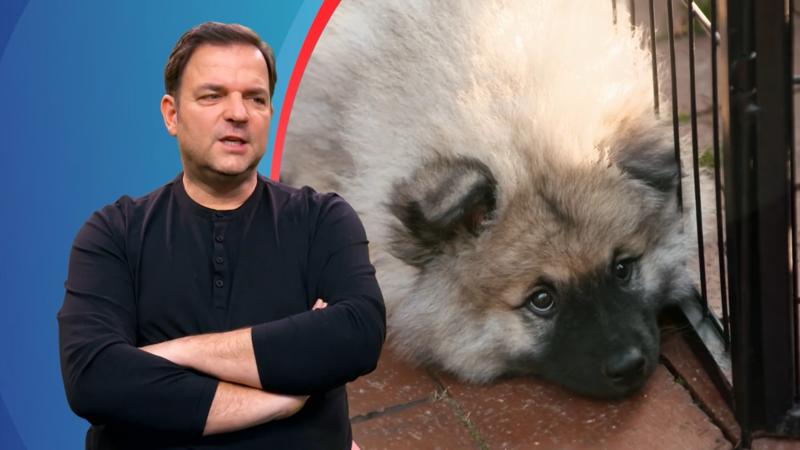 Eine Familie in Espenau wird mit einem Welpen erweitert