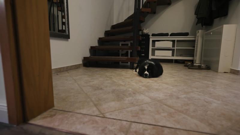 Die erste Nacht mit Welpe Bonny