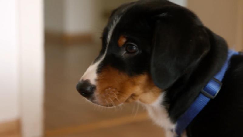 Elvis hat die erste Nacht in Langenfeld hinter sich