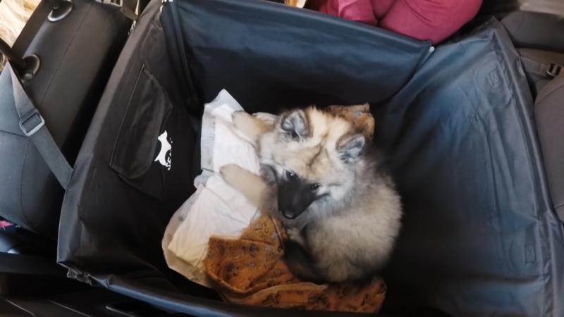 Eine Pflegeanleitung für den Wolfsspitz