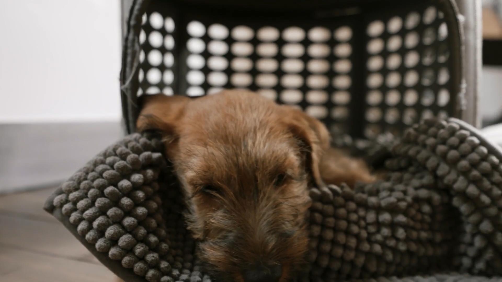 Der Fahrradanhänger für Welpe Quinn