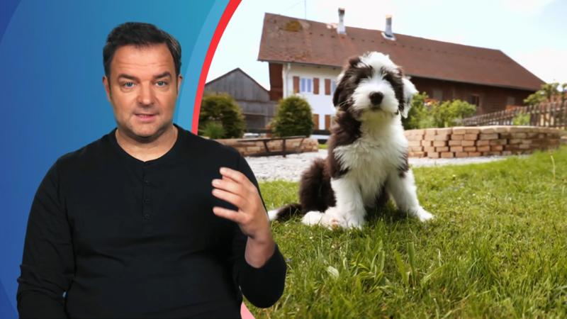 Bobtail-Welpe Balu verbreitet Angst und Schrecken