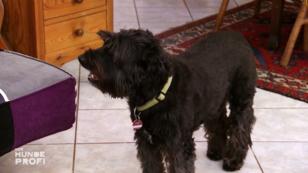 Warum "singt" Lola das Telefon an?