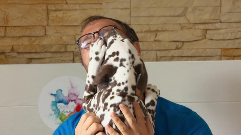 Dalmatiner-Welpe Brianna darf heute mit nach Hause