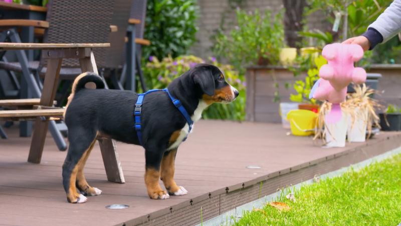Im Garten hat Elvis viel zu entdecken