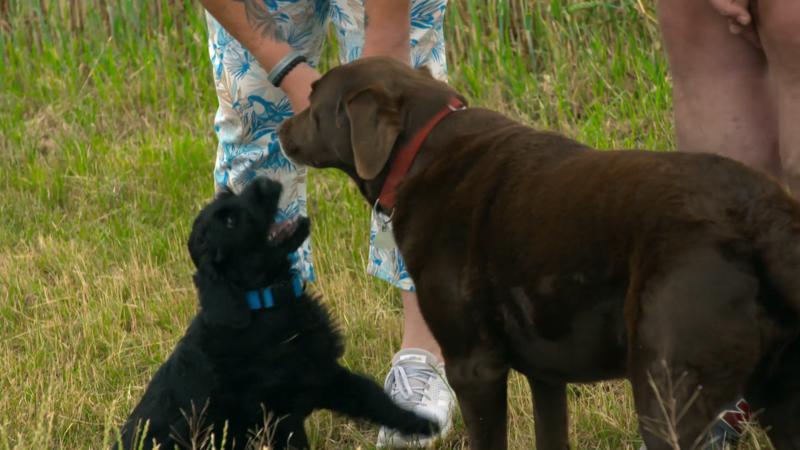 Dieser Ausflug stresst Welpe Dimitri