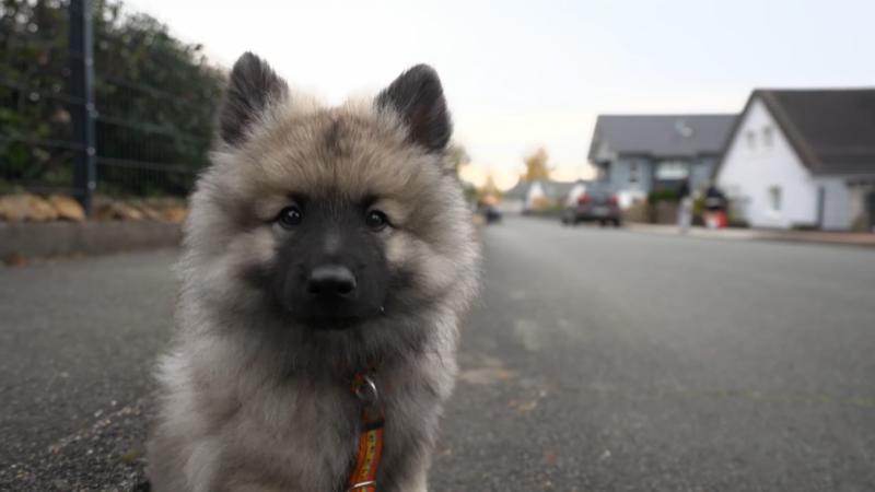 Spaziergang mit Welpe und Baby ist schwierig