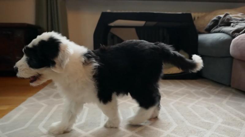 Nala soll die erste Nacht in ihrer Box schlafen