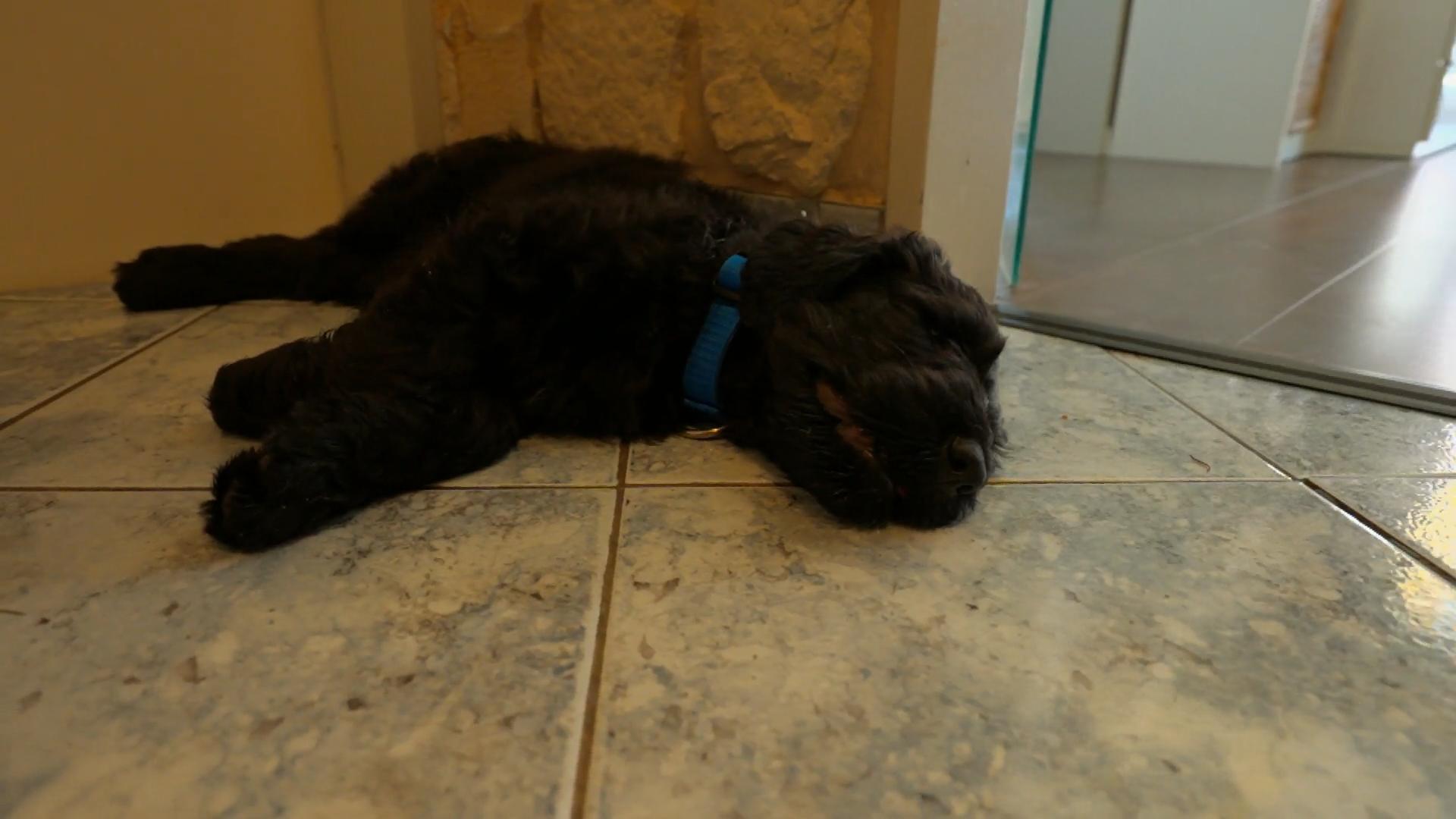 Dimitri ist immer müde