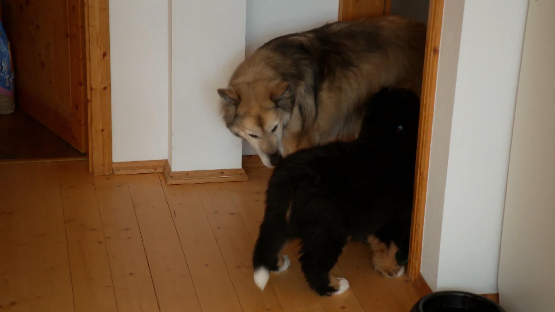 Kurt lernt Strolch kennen