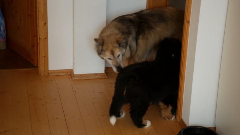 Kurt lernt Strolch kennen