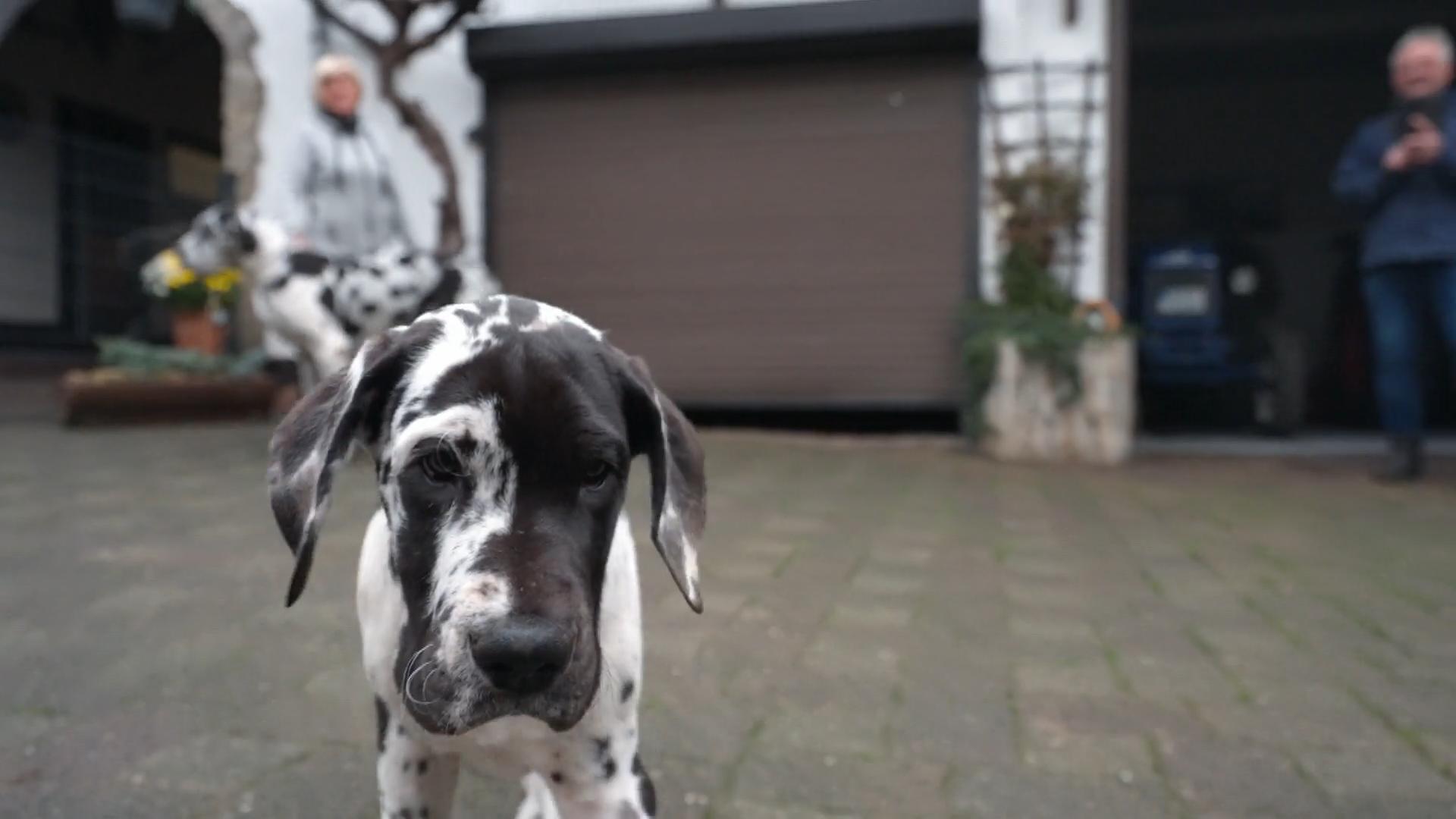 Martin hofft auf einen ruhigen Hund