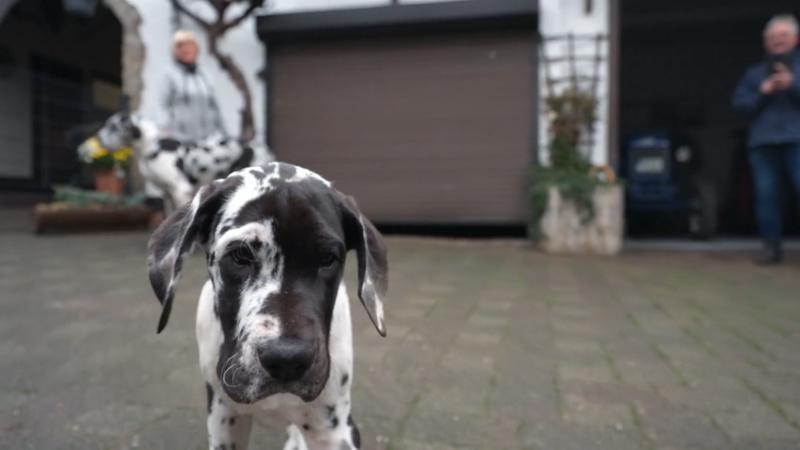 Martin hofft auf einen ruhigen Hund