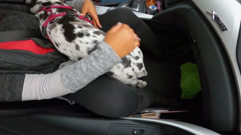 Über zwei Stunden Fahrt für Dogge Emma